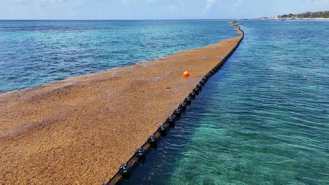 Playa del Carmen Sargassum 2026: Where the Season Stands
