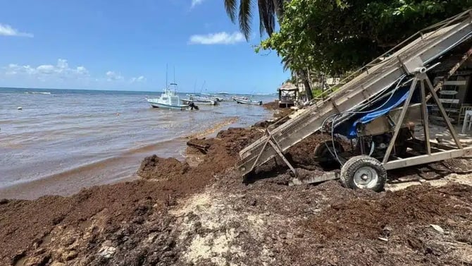 Playa del Carmen Takes on Sargassum Season 2026